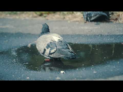 Image Youtube